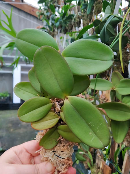 Cattleya schilleriana coerulea ('Bravim' x 'Santa Teresa').jpg