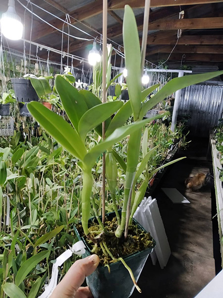 Cattleya skinneri (coerulescens x semi-alba 'Danae').jpg