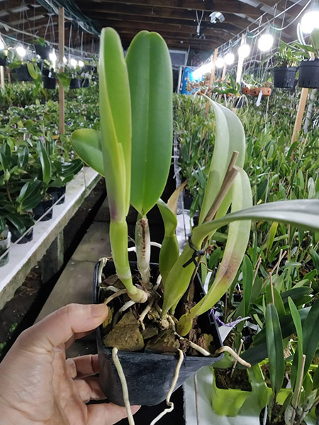 Cattleya trianae concolor.jpg