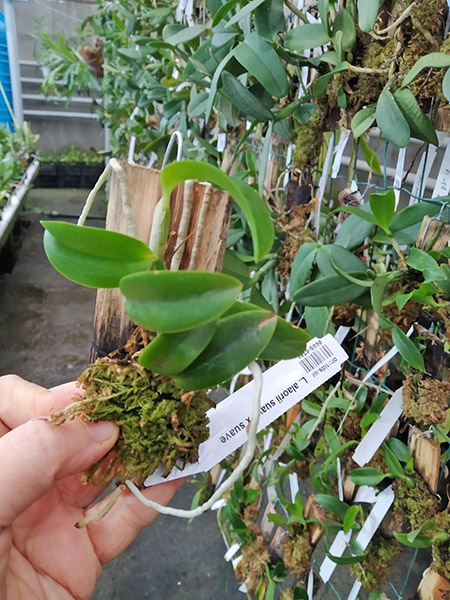 Laelia alaorii suave x suave.jpg