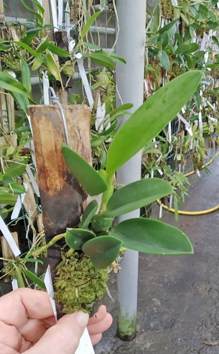 Laelia sincorana (concolor escura 'Diamantina' x delicata 'Pluma').jpg