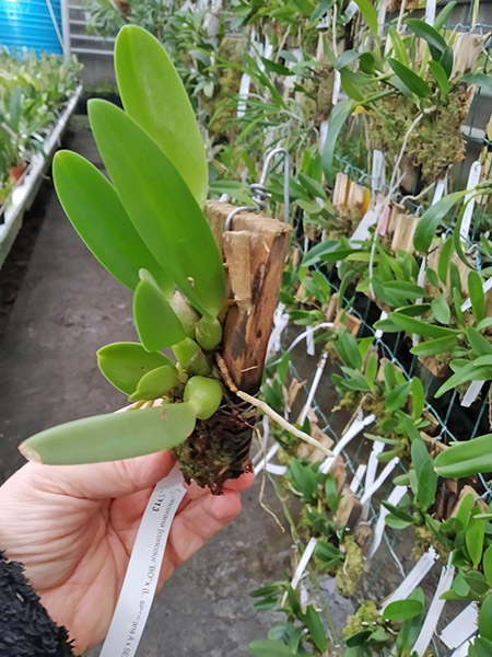 Laelia sincorana (concolor 'BO' x (sincorana alba x SELF)).jpg
