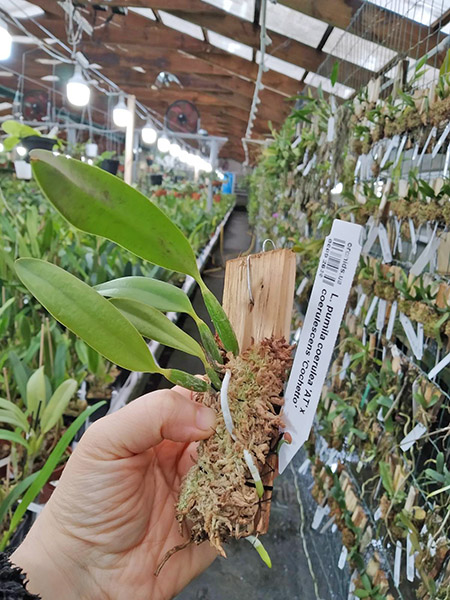 Laelia pumila coerulea 'D Rosinha' x coerulescens 'Cochetto'.jpg