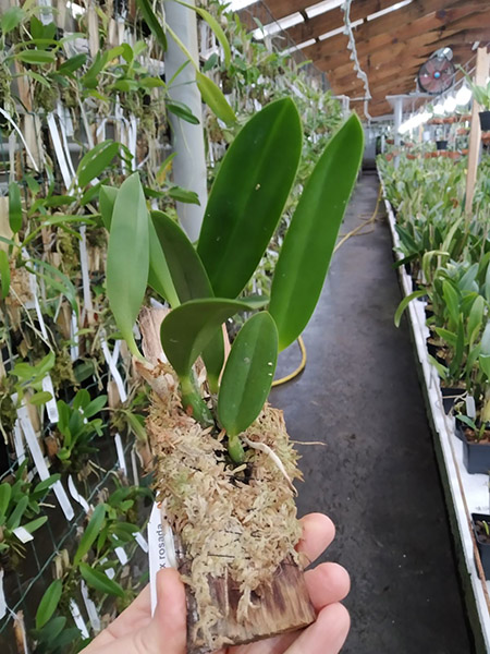 Laelia jongheana ('581' x rosada 'Ouro Preto').jpg