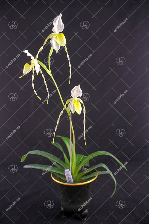 Paphiopedilum Mount Toro album x philippinense var roebelenii album.jpg