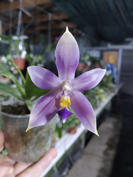 Phalaenopsis (cornu cervi x violacea indigo) x violacea indigo.jpg