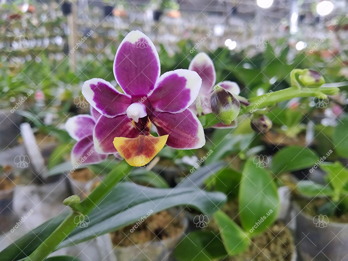 Phalaenopsis Liu's Little Tortoise-shell Cat (Chiada Stacy x lobbii).jpg