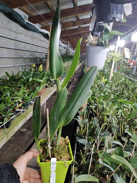 Cattleya maxima alba 'Drago' x self.jpg