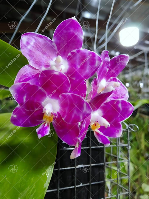 Phalaenopsis Mituo Golden Tiger 'Red Dragon'.jpg