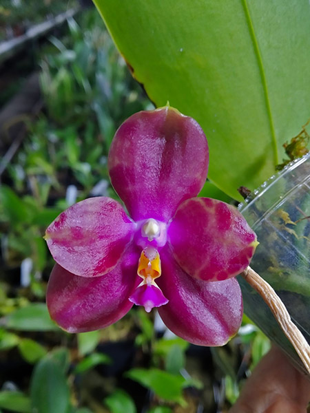 Phalaenopsis (Jong's Gigan Cherry x Miro Super Star).jpg