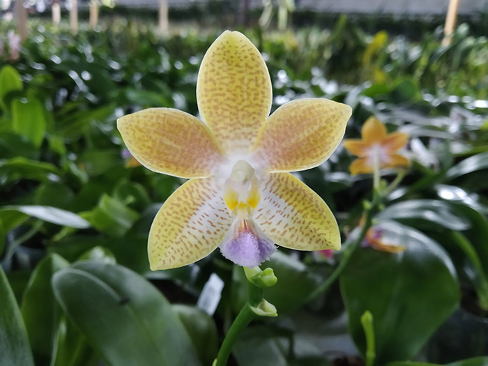 Phalaenopsis speciosa 'Coffee' x Yaphon Perfume 'Yellow'.jpg