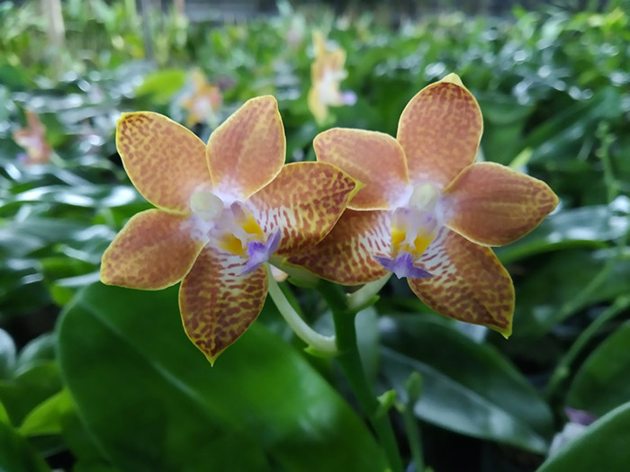 Phalaenopsis speciosa 'Coffee' x Yaphon Perfume 'Yellow'.jpg