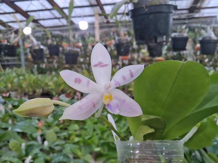 Phalaenopsis Penang Violacea x tetraspis.jpg