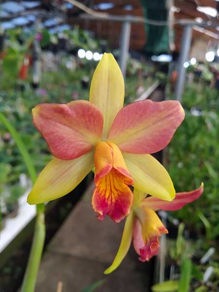 Sophrolaeliocattleya Aloha Jewel 'Tangerine' x Brassolaeliocattleya Guess What 'SVO'.jpg