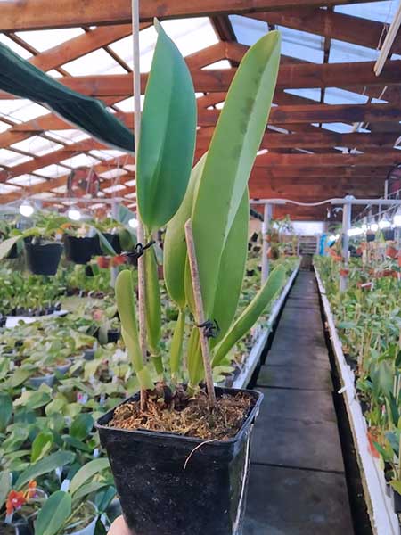 Cattleya warscewiczii semi-alba.jpg