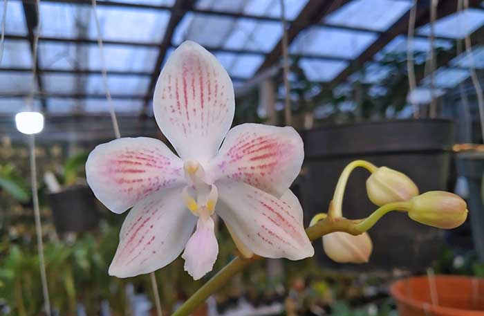 Phalaenopsis Rainbow Falconer x celebensis.jpg