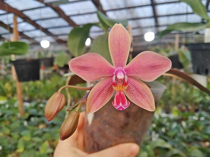 Phalaenopsis schilleriana x mannii black.jpg