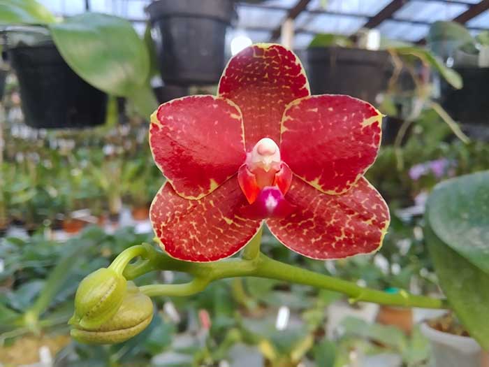 Phalaenopsis Chingruey's Tiger 'Ba-Shi' x Joy Auckland Beauty.jpg