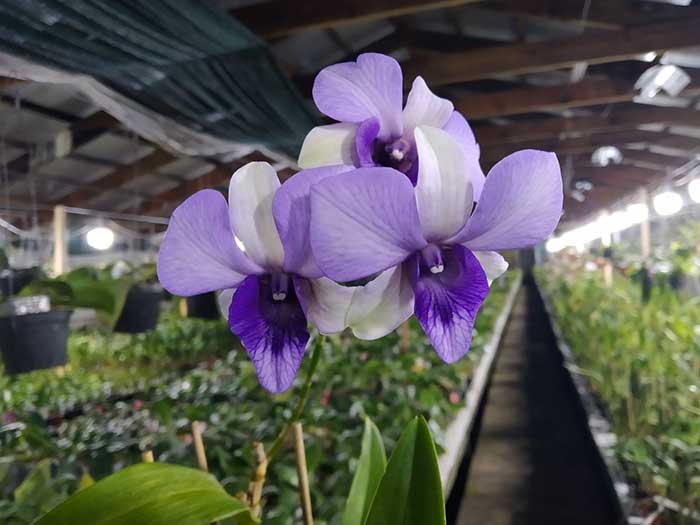 Dendrobium Two Tone Blue.jpg