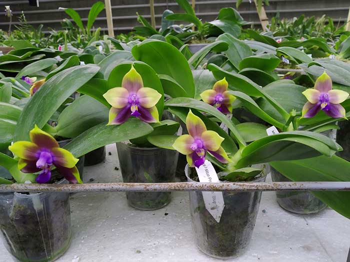 Phalaenopsis Mituo Princess 'Blue-10'.jpg