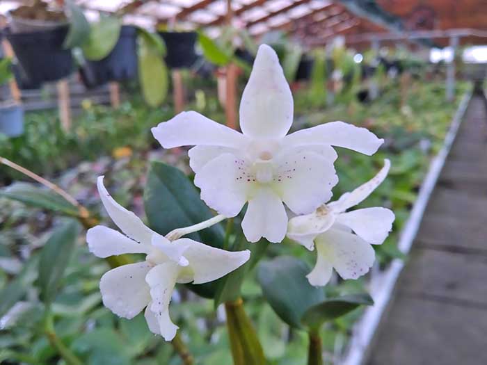 Dendrobium Mini Snowflake x Micro Chip.jpg