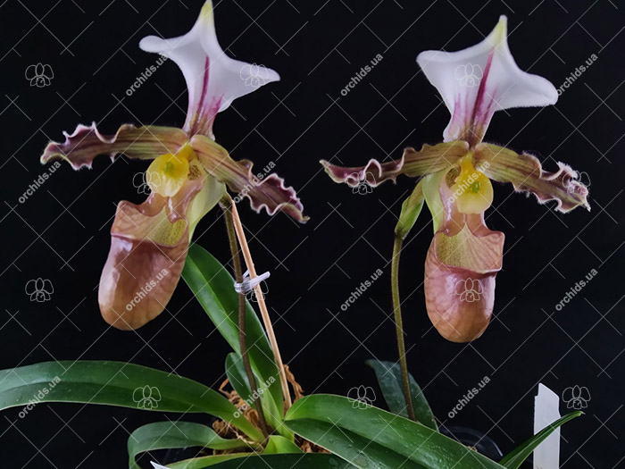 Paphiopedilum tranlienianum.jpg