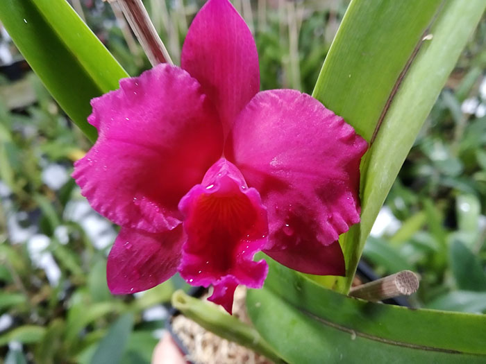 Sophrolaeliocattleya Newberry Radiance x Sophrolaeliocattleya Sierra Doll 'Lenette'.jpg