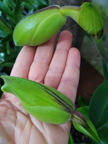 Paphiopedilum Lippewunder hybrid.jpg