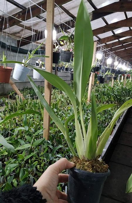 Maxillaria Johann Blatter.jpg