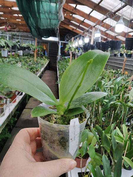 Phalaenopsis GW Green World (S-509).jpg