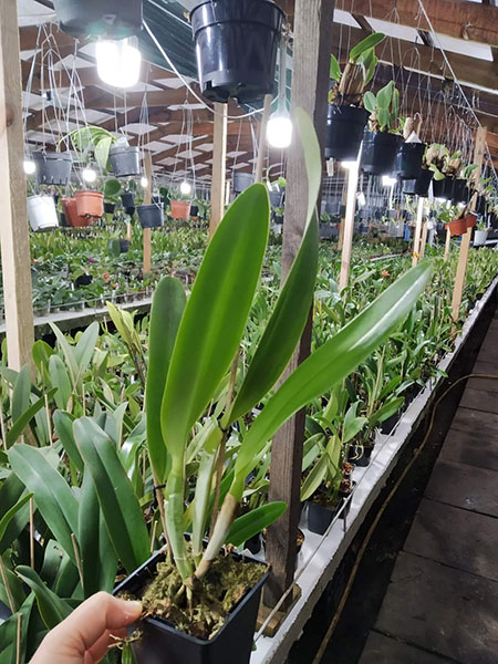 Laeliocattleya C G Roebling 'Blue Indigo' (Cattleya gaskelliana x Laelia purpurata).jpg