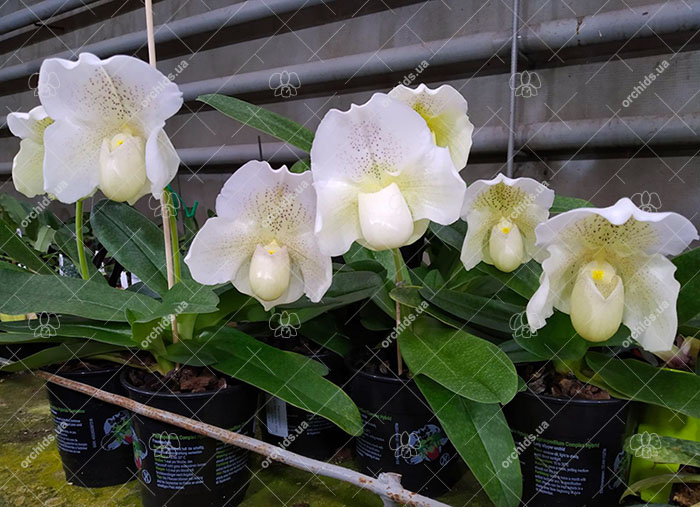 Paphiopedilum White Knight x Ice Age.jpg