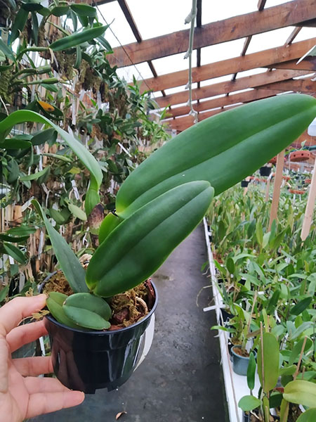 Cattleya warneri (albescens venosa 'Da Josefina' x amesiana 'Mem R Kautsky').jpg