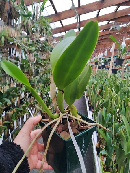 Cattleya warneri suavissima 'Ricardo Bells' x SELF.jpg