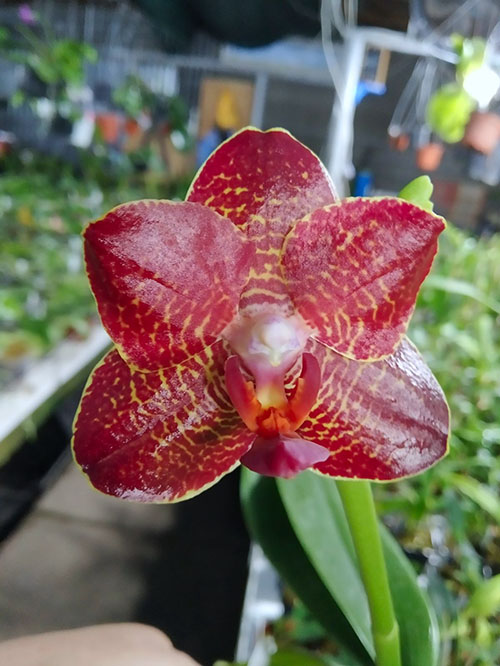 Phalaenopsis Chingruey's Tiger 'Ba-Shi' x Joy Auckland Beauty.jpg