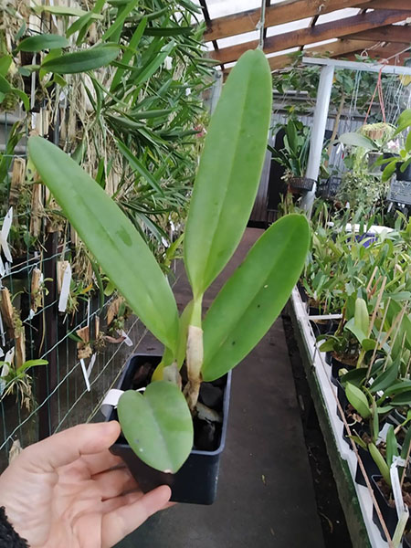 Cattleya labiata (coerulea 'Azul' x coerulescens 'Da Norma Dreher').jpg