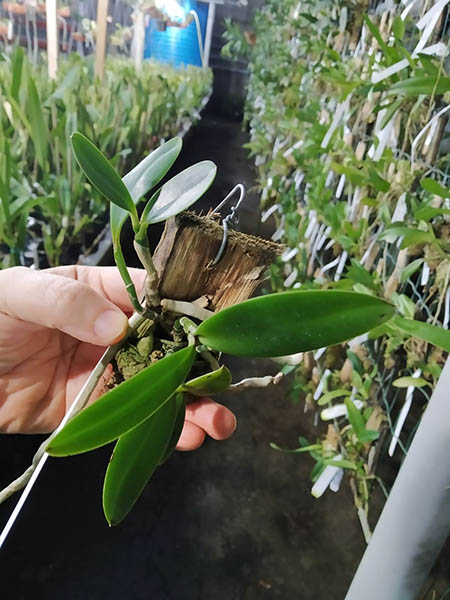 Cattleya aclandiae ('Raio de Sol' x black 'Black').jpg