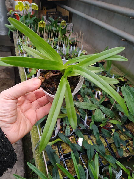 Paphiopedilum esquirolei chiuvanum alba.jpg