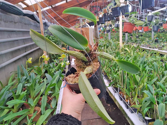 Cattleya walkeriana (A15) x coerulea 'Kalore'.jpg