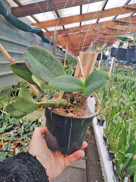 Cattleya nobilior '#2' x 'Dom Casmurro'.jpg