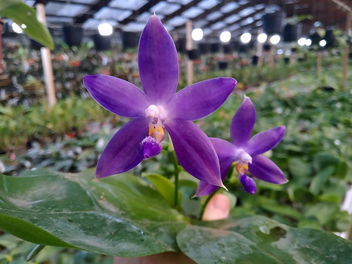 Phalaenopsis YangYang Blue Berry.jpg