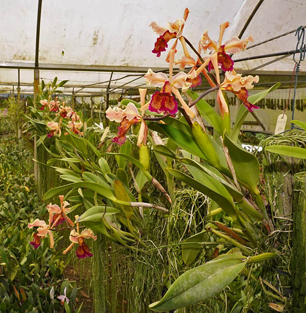 Cattleya dowiana 'Rosea' (rosada) x SELF.jpg