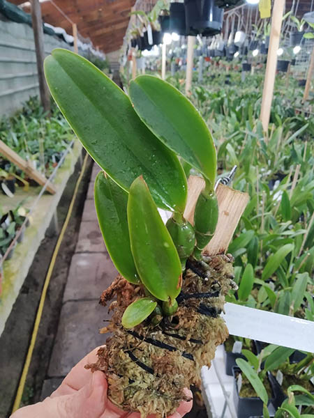 Cattleya walkeriana tipo 'Capelinha' x Cattleya walkeriana tipo 'Karina' TE.jpg