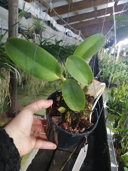 Cattleya walkeriana flamea 3 Lagoas x 'Pensamento' ( tipo escura).jpg