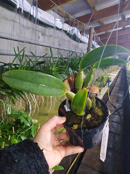 Cattleya walkeriana tipo 'Marcio Silveira' x 'Lobo Mau'.jpg