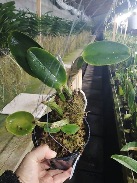 Cattleya walkeriana semi-alba 'Tokio' x 'Gifu'.jpg