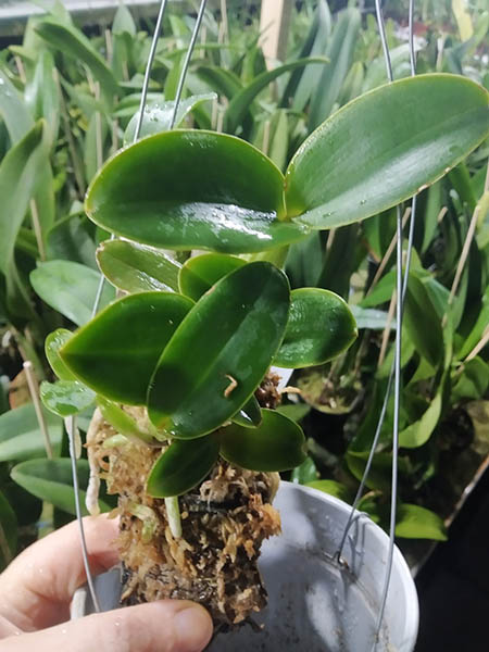 Cattleya nobilior tipo 'Rafael Wenzel' x Cattleya nobilior tipo 'Rafael Wenzel'.jpg