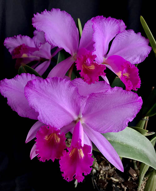 Cattleya trianae 'Fine Variety' x Cattleya trianae 'Oscura Posada' XXX.jpg