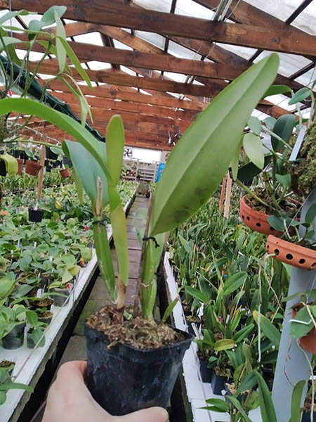 Cattleya jemannii (rubra x rubra).jpg