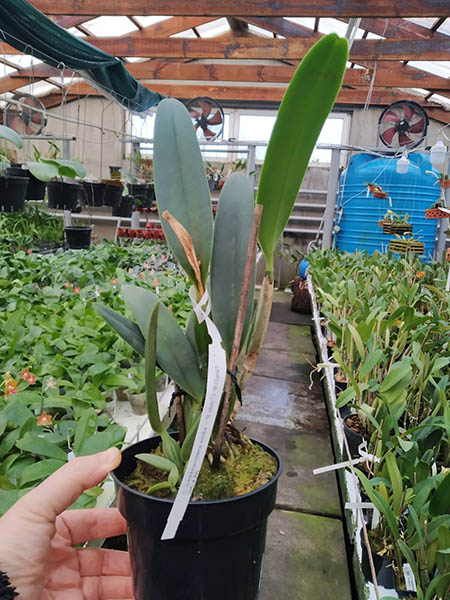 Cattleya lueddemanniana semi-alba ('BelaVista' x 'Ricardo Gioria').jpg